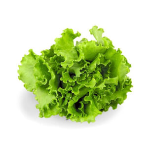 verduras lechuga crespa verduras lechuga crespa
