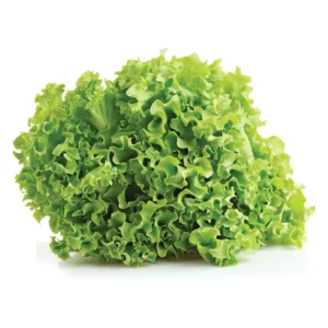 lechuga hidroponica 1 39029.webp lechuga hidroponica 1 39029.webp