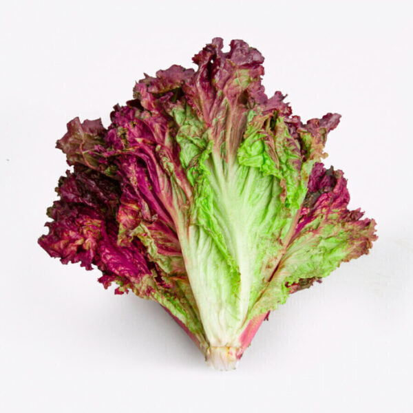 lechuga morada.jpg lechuga morada.jpg