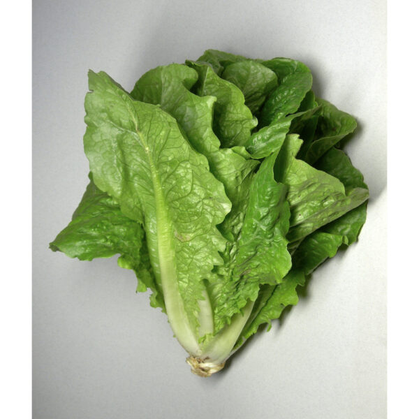 verduras lechuga verduras lechuga