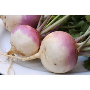 verduras nabo verduras nabo